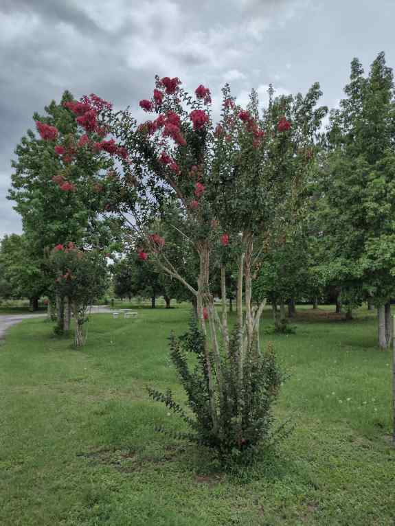 Brooksville, Florida RV Lot For Rent Brooksville, Florida RV Lot For Rent