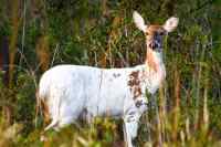 Ochlockonee River State Park